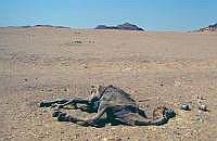 Fahrt durch die Wste von Assuan nach Abu-Simbe: Totes Kamel