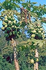 Iguau-Wasserflle: Papaya