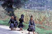 Weg von Guiyang zum Huangguoshu-Wasserfall: Miao-Frauen - Die Miao, auerhalb Chinas auch Hmong genannt, sind ein indigenes Volk Ostasiens. Sie leben hauptschlich in den bewaldeten Berggebieten Sdchinas, Laos, Vietnams und Thailands. Sie zhlen allein in China deutlich ber neun Millionen Menschen. Fast 50% davon leben in der Provinz Guizhou.