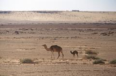 Ghadames:  Wste - Kamele