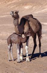 Ghadames:  Wste - Kamel mit Jungem