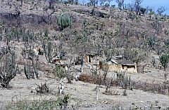 Auf dem Weg nach Oaxaca: Kakteen-Landschaft mit Htten