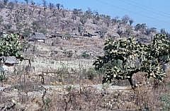 Auf dem Weg nach Oaxaca: Kakteen-Landschaft mit Htten