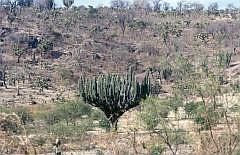 Auf dem Weg nach Oaxaca: Kandelaber-Kaktus (Pachycereus weberi). Diese Kaktusart wchst in Mexiko endemisch in den Staaten Puebla, Guerrero, Morelos und Oaxaca und kann bis zu 11 m hoch werden.