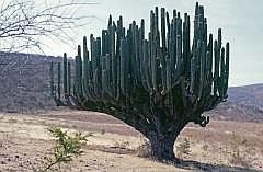 Auf dem Weg nach Oaxaca: Kandelaber-Kaktus (Pachycereus weberi)