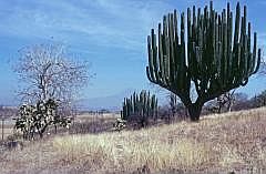 Auf dem Weg nach Oaxaca: Kandelaber-Kakteen (Pachycereus weberi)