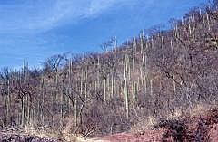 Auf dem Weg nach Oaxaca: Saguaro-Kakteen (Carnegiea gigantea) knnen 15 bis 20 m hoch wachsen