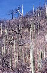 Auf dem Weg nach Oaxaca: Saguaro-Kakteen