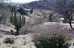 Auf dem Weg nach Oaxaca: Kandelaber-Kakteen (Pachycereus weberi)