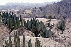 Auf dem Weg nach Oaxaca: Kandelaber-Kakteen (Pachycereus weberi)