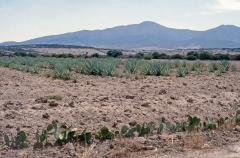 Agaven-Feld: Aus Agaven (Maguey) wird u.a. der Agavensaft (?Honigwasser?) gewonnen und zu Pulque vergoren oder fermentiert. 

