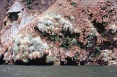 Fahrt durch die Sumidero-Schlucht: Sinterhang