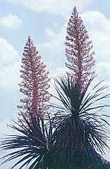 Yucca