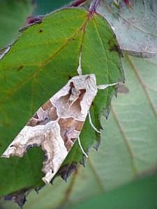 P1320879_achateule