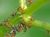 Ameisen beim Luse-'melken'