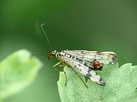 Skorpionfliege (Panorpa communis), Mnnchen
