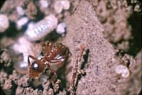 Ameisen versorgen ihre Eier und Puppen (70er Jahre, mit Hilfe der Plattenkamera; s. Vorbemerkung)