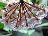 Bltenstand der Wachsblume (Hoya carnosa); 2007