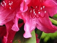 Rhododendron-Blte (Mai 2007)