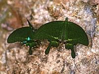 Papilio paris (?) bei den heien Quellen Baw Nam Hawn bei Tham Pew,   Laos 1993