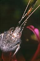 Kleiner Fuchs (Aglais urticae), 70er Jahre