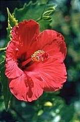 Hibiskus