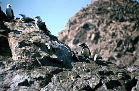 Islas Ballestas: Humboldt-Pinguin