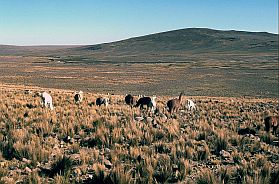 Lamas oder Vicunas auf der Hochebene