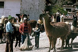 Lamas in den Straen von Andahuaylillas