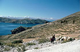 Landschaft am Titicacasee mit Schafherde