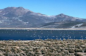 Laguna Salinas mit Flamingos