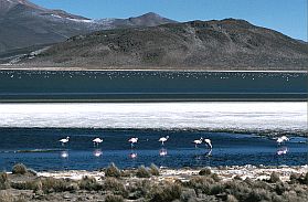 Laguna Salinas mit Flamingos