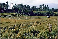 Besakih -  Umgebung: Reisterrassen