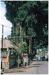 Dorf Ketewel: Banyanbaum
