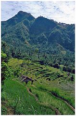 Reisterrassen zwischen Gunung Agung und Gunung Seraya, Nhe Tirta Gangga