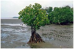 Sanur - Mangroven
