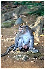 Ubud: Monkey Forest