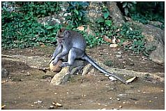 Ubud: Monkey Forest