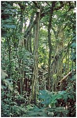 Ubud - Monkey Forest