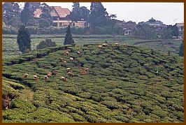 Puncak-Pass - Teeplantagen