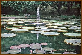 Bogor - Botanischer Garten 