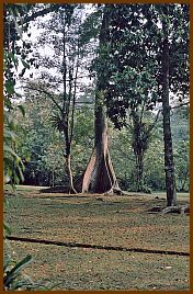 Bogor - Botanischer Garten 