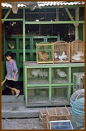 Yogyakarta -  Vogelmarkt (Pasar Ngasem)