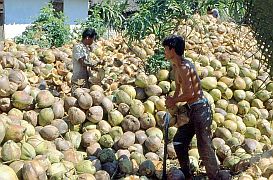 Kokosnuss-Verarbeitung: Entfernen der Schale