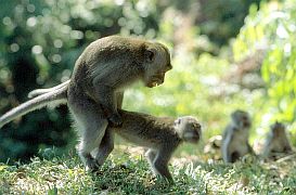 Sich paarende Makaken im Monkey Forest