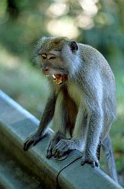 Makake im Monkey Forest