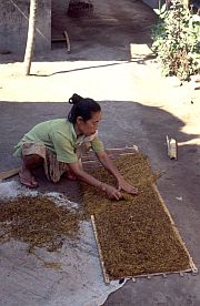 Eine Frau legt geschnittenen Tabak zum Trocknen aus