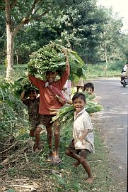 Kinder transportieren Tabakbltter