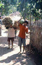 Jungen transportieren Stroh und Kokosnsse