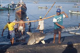 Tanjung Luar: Haie werden an Land gebracht